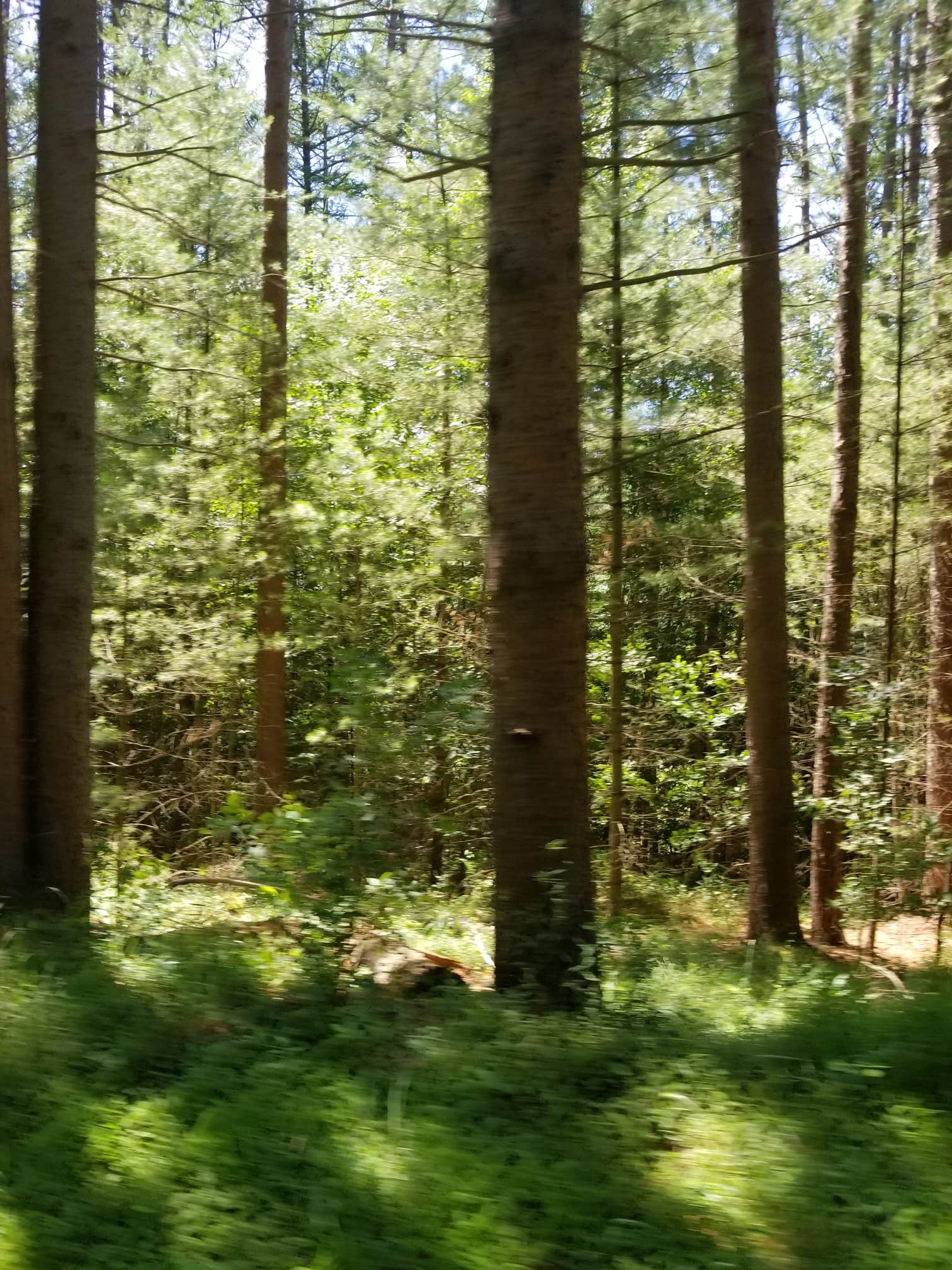 Camper-submitted photo at Ole Bull State Park Campground near Cammal, PA