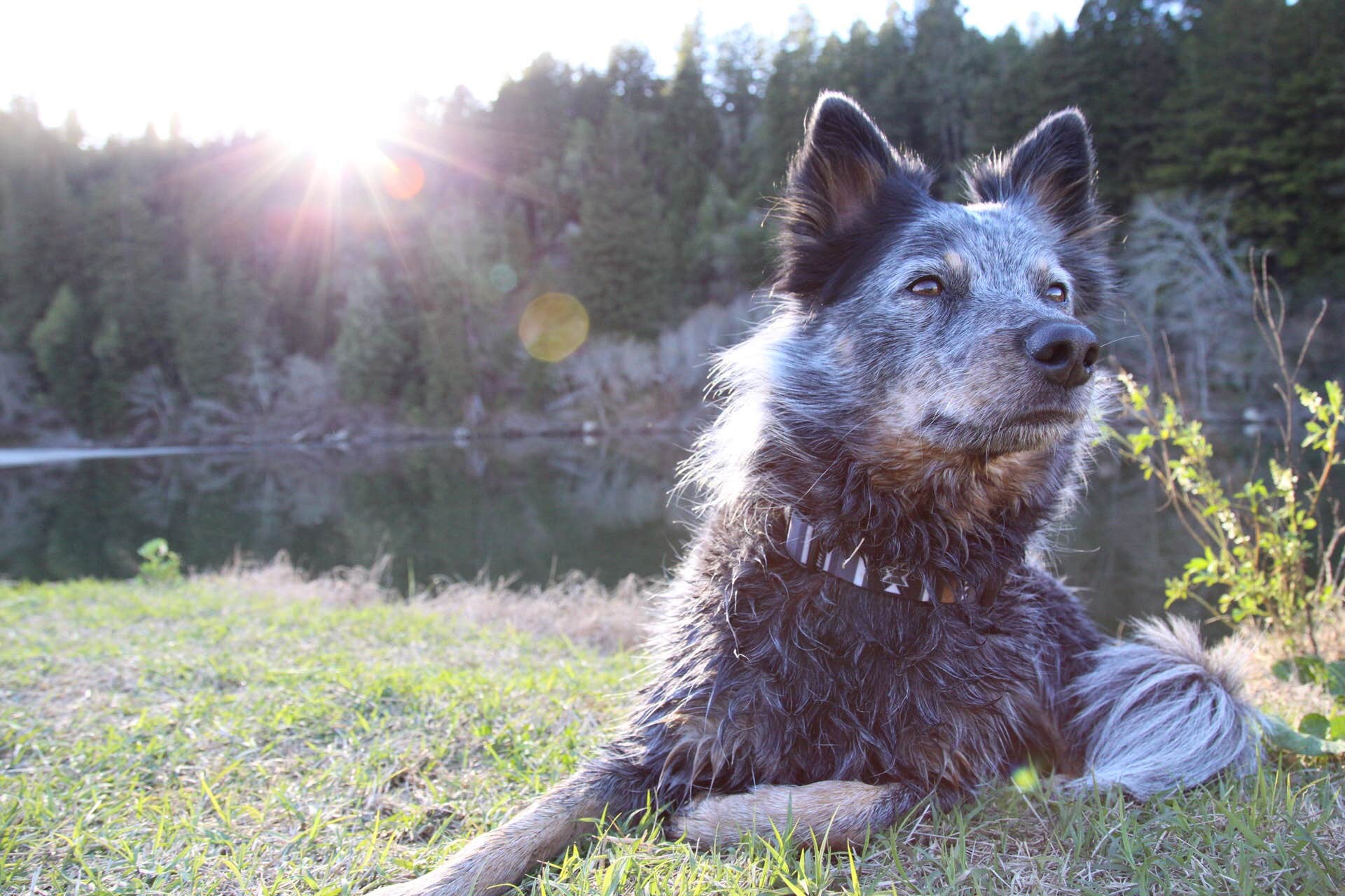 Camper-submitted photo at Casini Ranch Family Campground near Sebastopol, CA