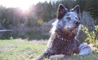 Wes R.'s photo of camping with pets at Casini Ranch Family Campground near Santa Rosa, CA