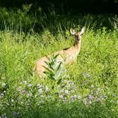 Review photo of Lower Campground — Kettle Creek State Park by Danielle W., July 13, 2018