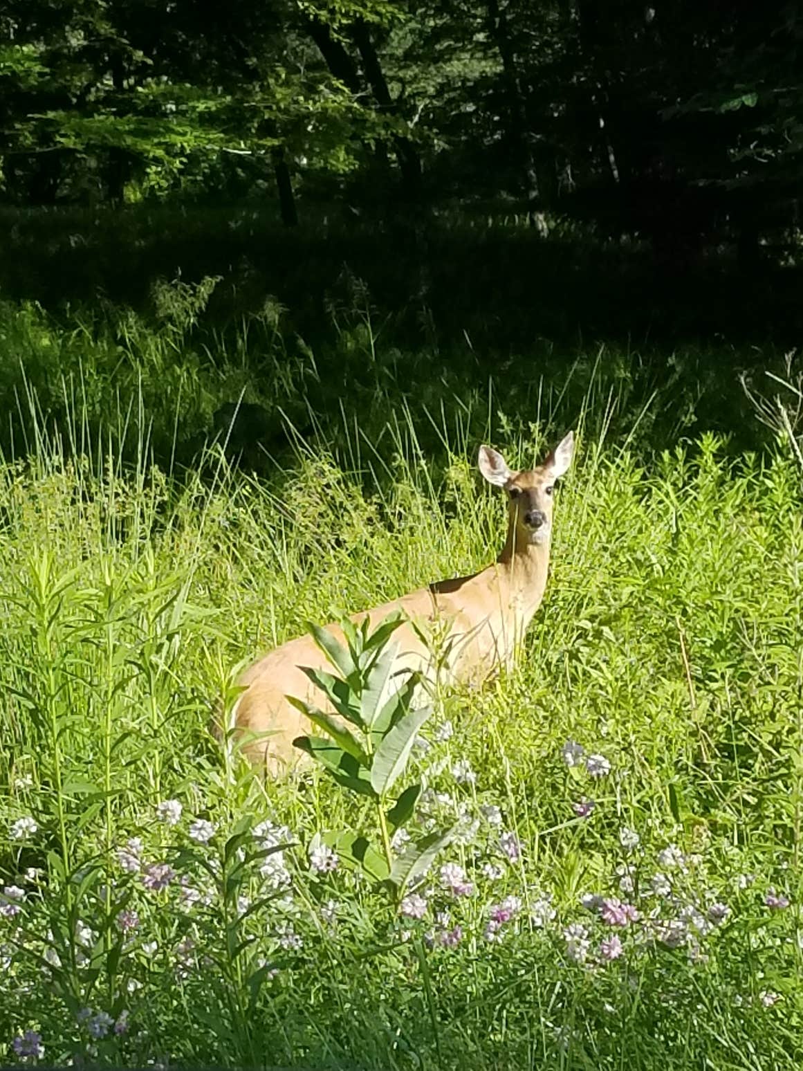 Camper submitted image from Lower Campground — Kettle Creek State Park - 4