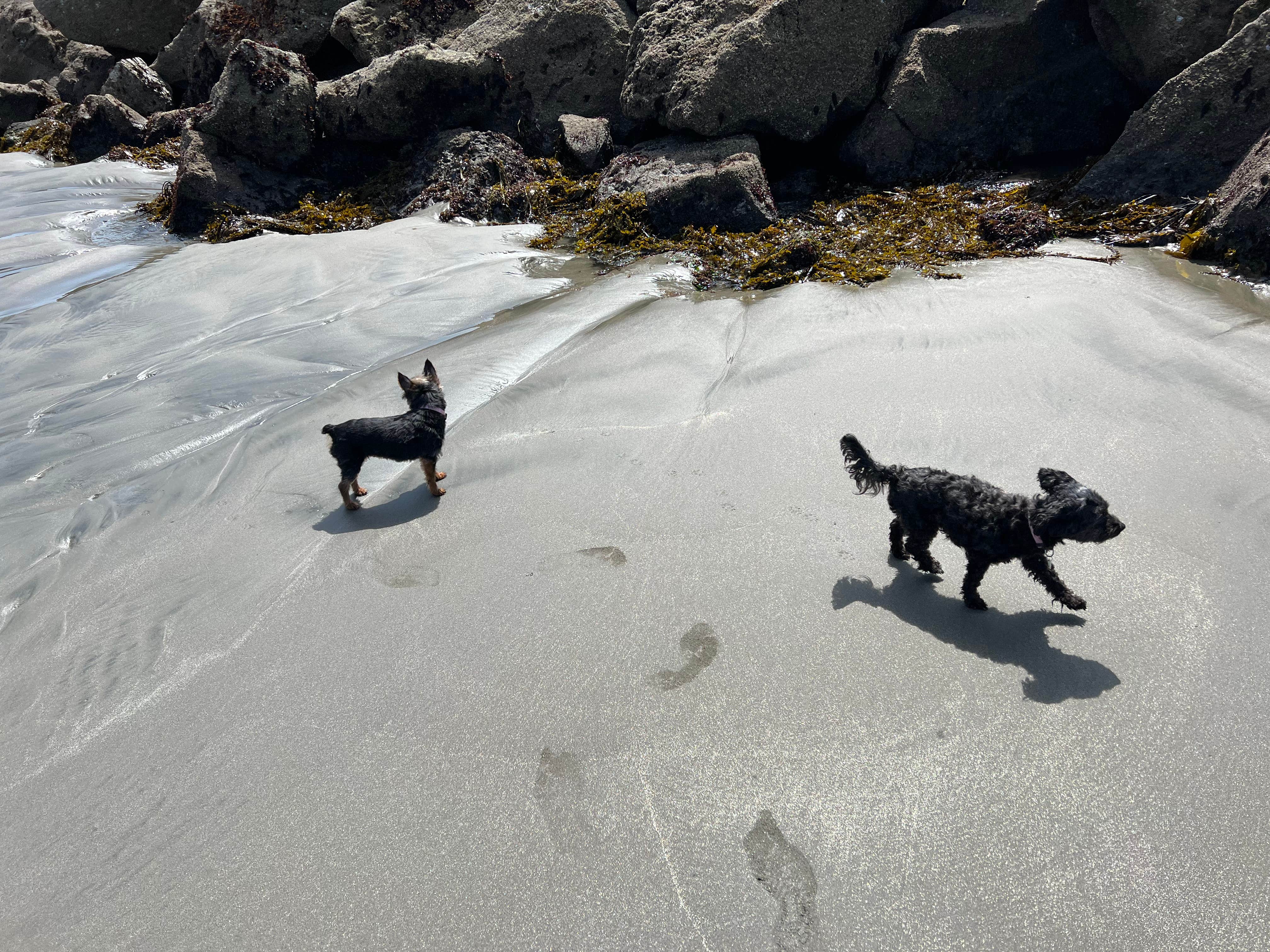 BRIAN O.'s photo of camping with pets at Pillar Point RV Park near Belmont, CA