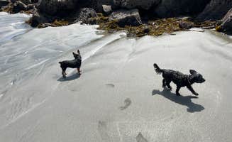 BRIAN O.'s photo of camping with pets at Pillar Point RV Park near Brisbane, CA