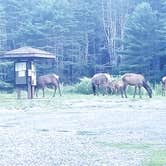 Review photo of Lower Campground — Kettle Creek State Park by Danielle W., July 13, 2018