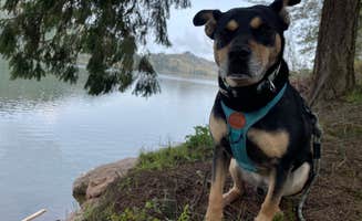 Janae M.'s photo of camping with pets at Rocky Point Campground near Randle, WA