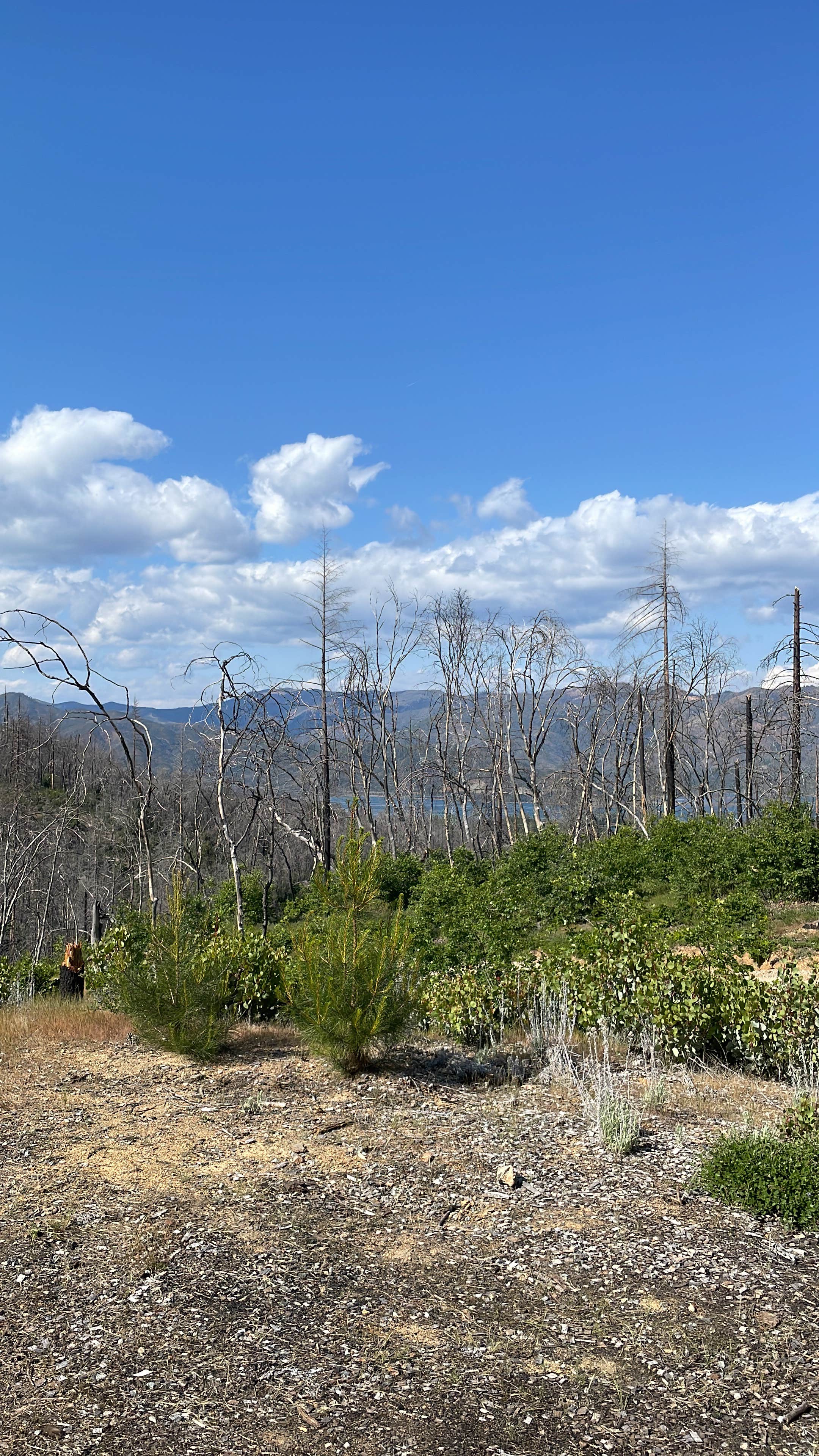 Camper submitted image from Brandy Creek Primitive Campground — Whiskeytown-Shasta-Trinity National Recreation Area - 3