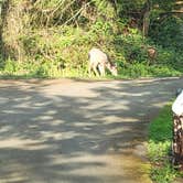 Review photo of Larrabee State Park Campground by Artemis , April 29, 2022