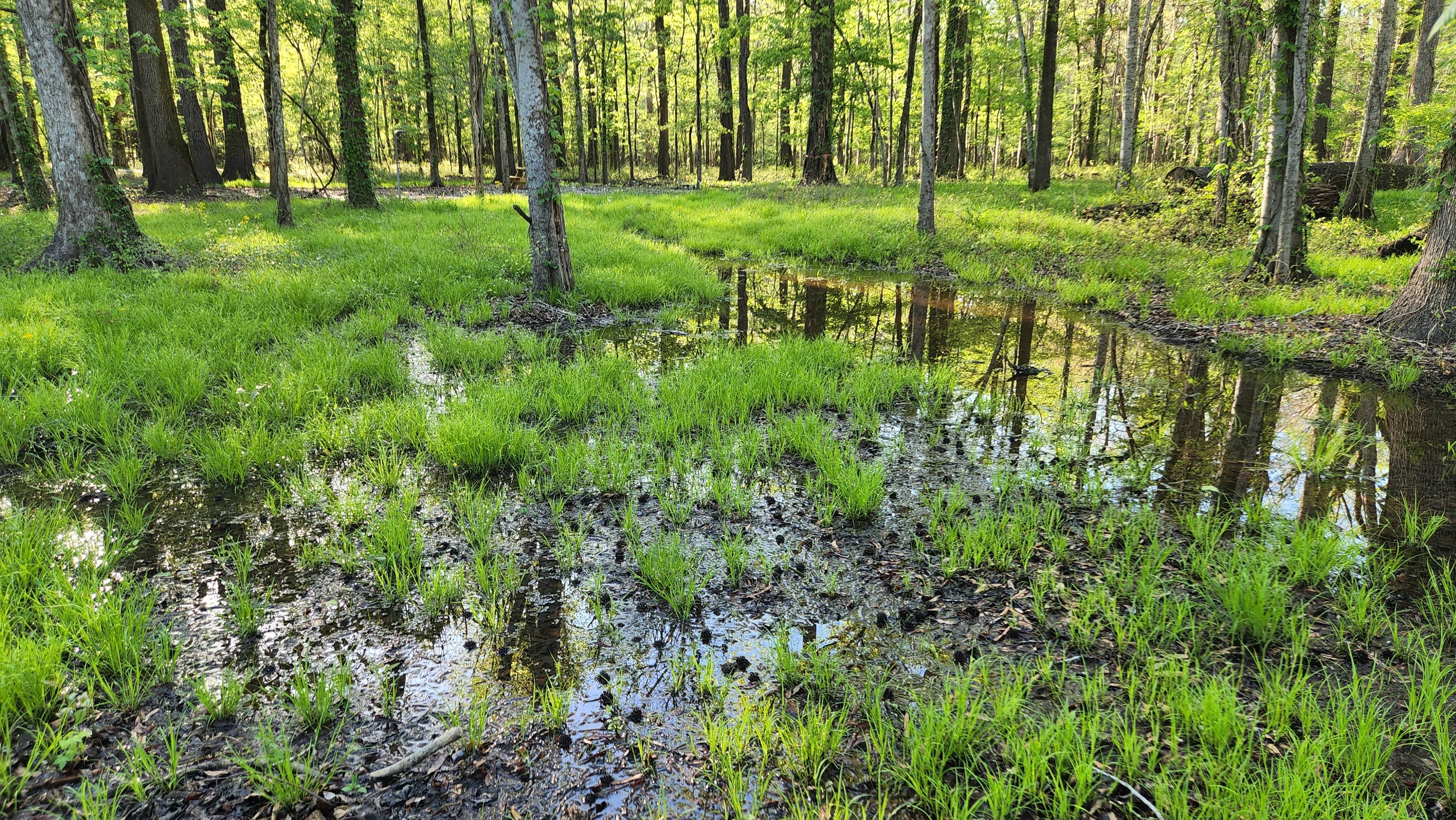Camper-submitted photo at Blue Lake near Brooklyn, MS