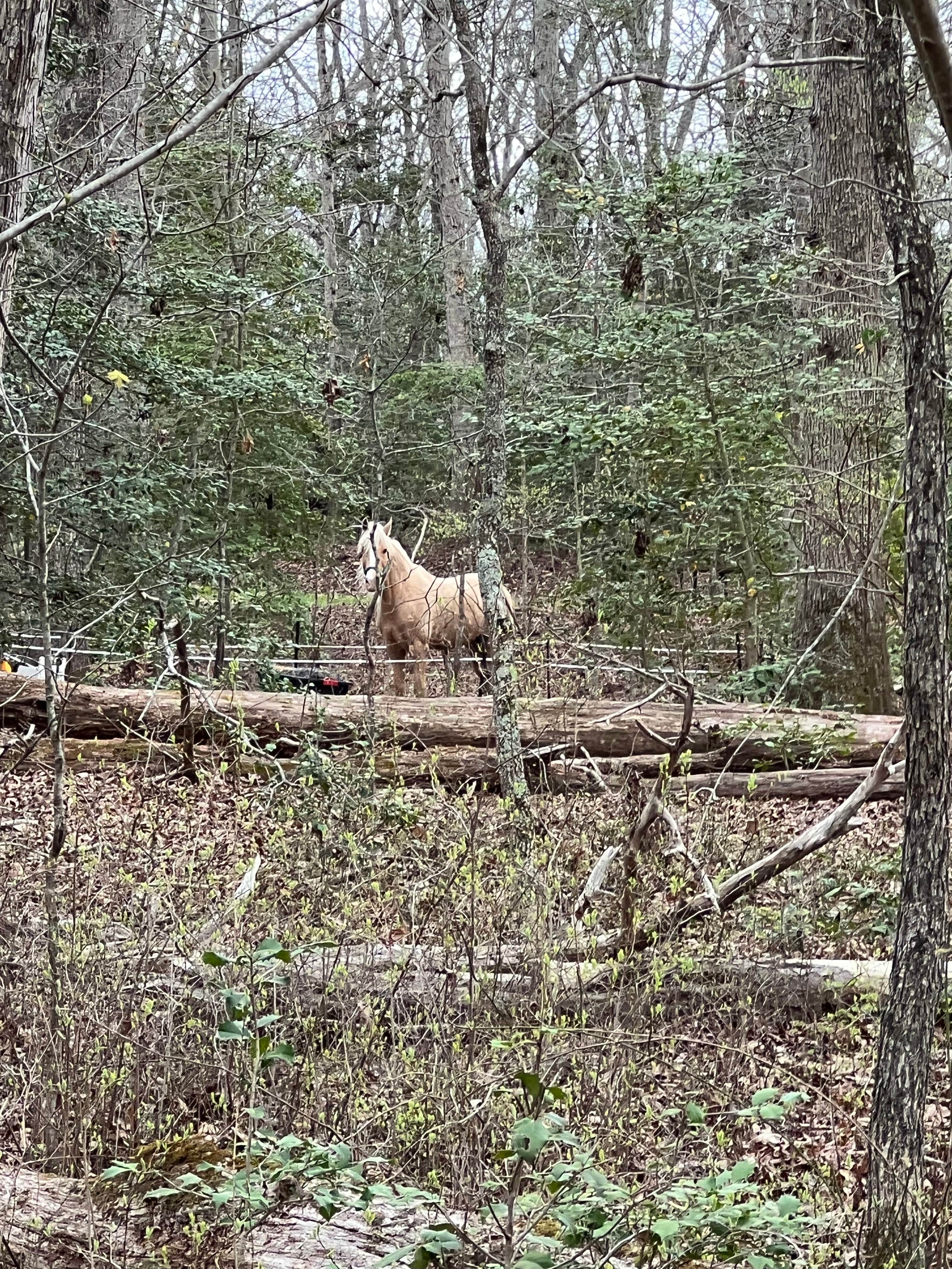 Candace and Sean B.&#x27;s photo of camping with a horse at Cedarville State Forest near Crofton, MD