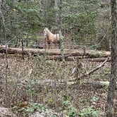 Review photo of Cedarville State Forest by Candace and Sean B., May 1, 2022
