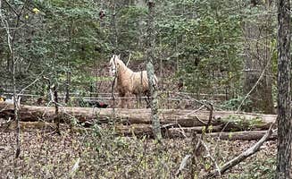 Candace and Sean B.'s photo of camping with a horse at Cedarville State Forest near Brandywine, MD