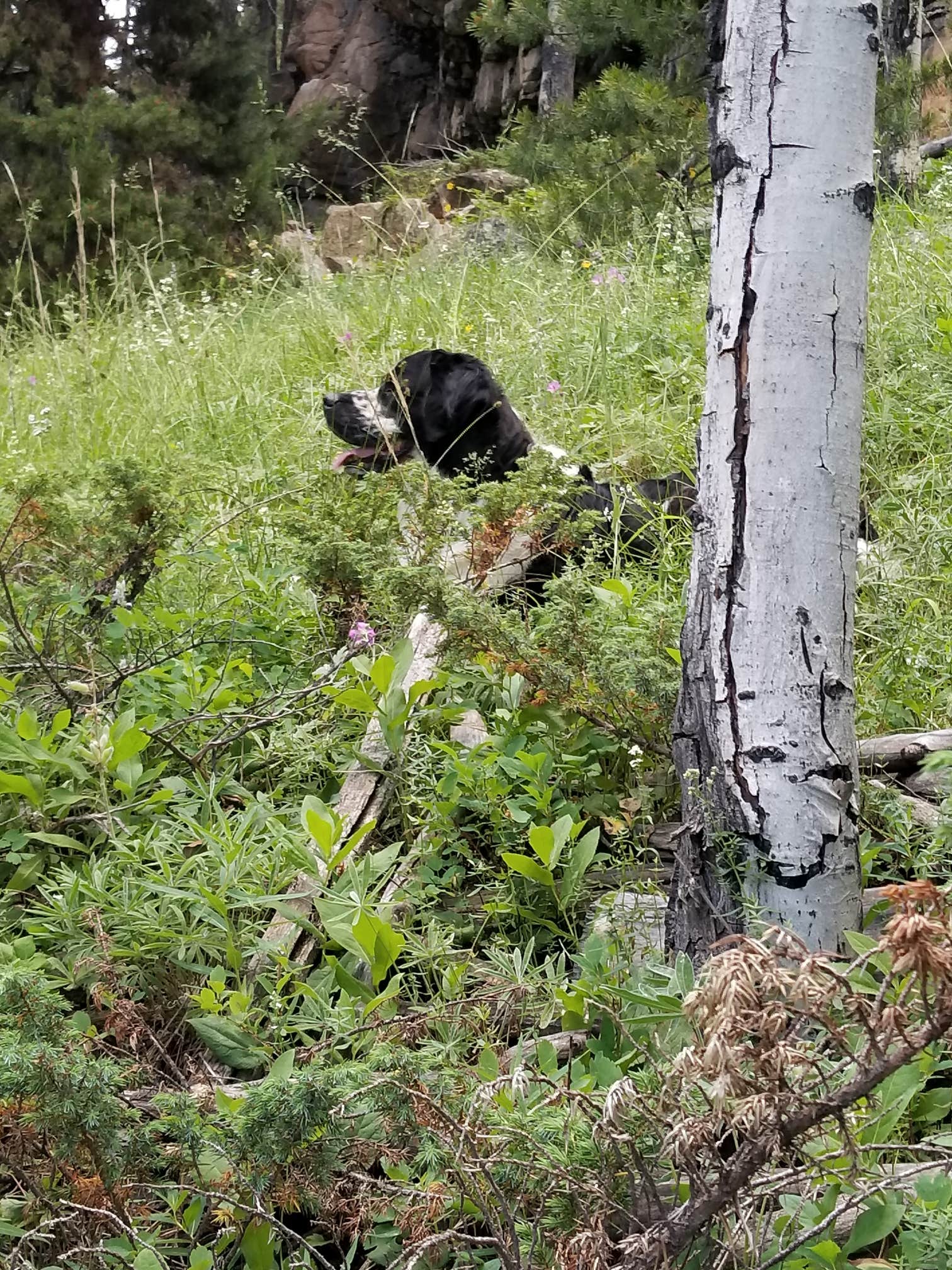 vanessa  G.'s photo of camping with pets at Prune Creek near Wolf, WY