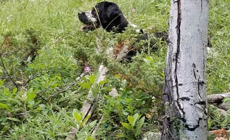 vanessa  G.'s photo of camping with pets at Prune Creek near Dayton, WY