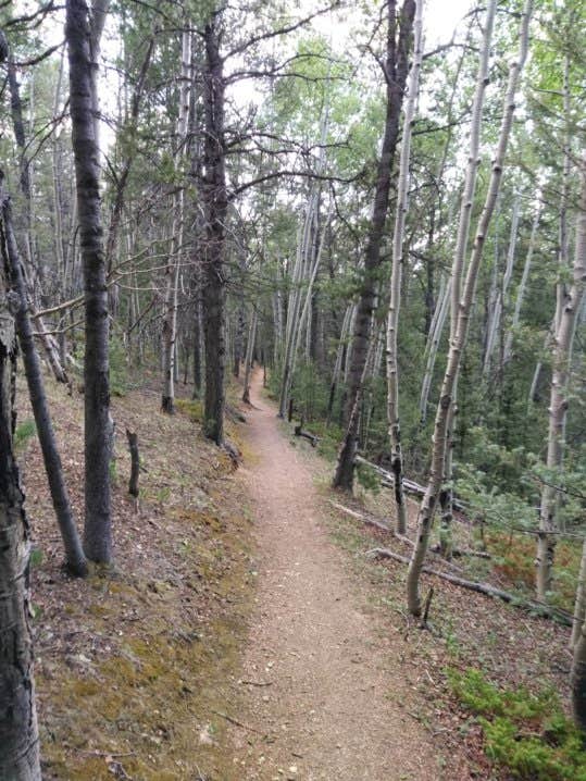 Camper submitted image from Mueller State Park Campground - 4