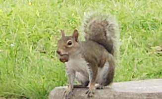 Teresa S.'s photo of camping with pets at Maumelle Park near Cabot, AR