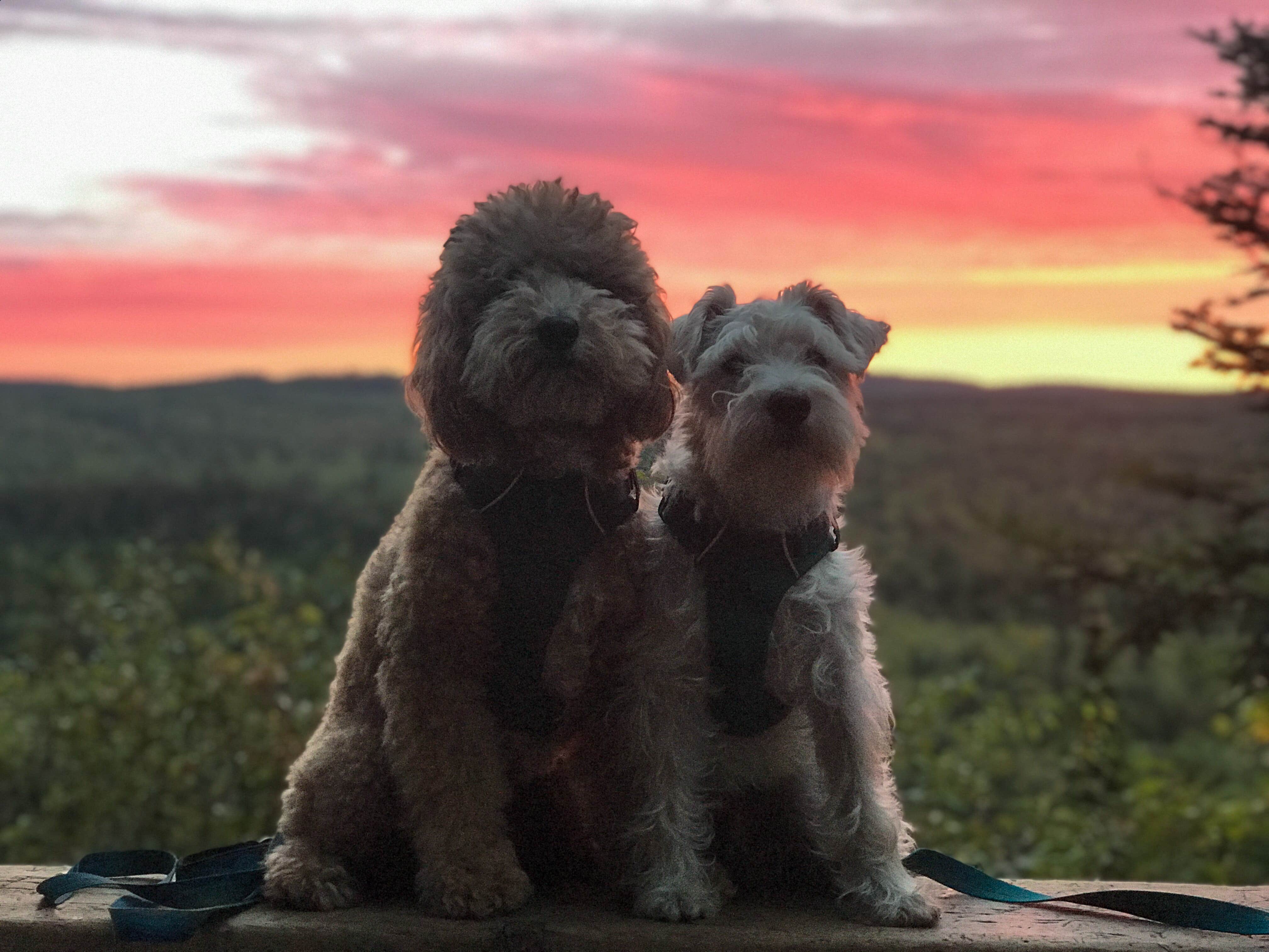 Jax L.'s photo of camping with pets at Cascade River State Park Campground near Lutsen, MN