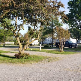 Look at those trees and flat campsites.