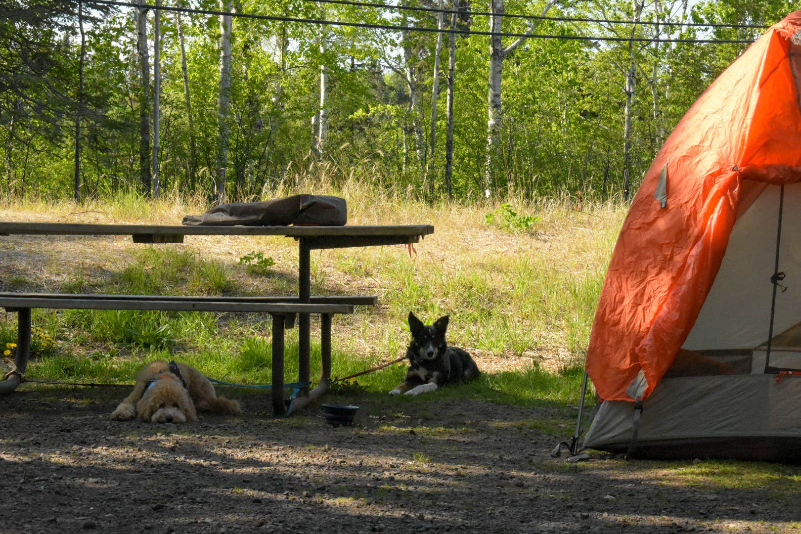 Jax L.'s photo at Temperance River State Park Campground near Tofte, MN