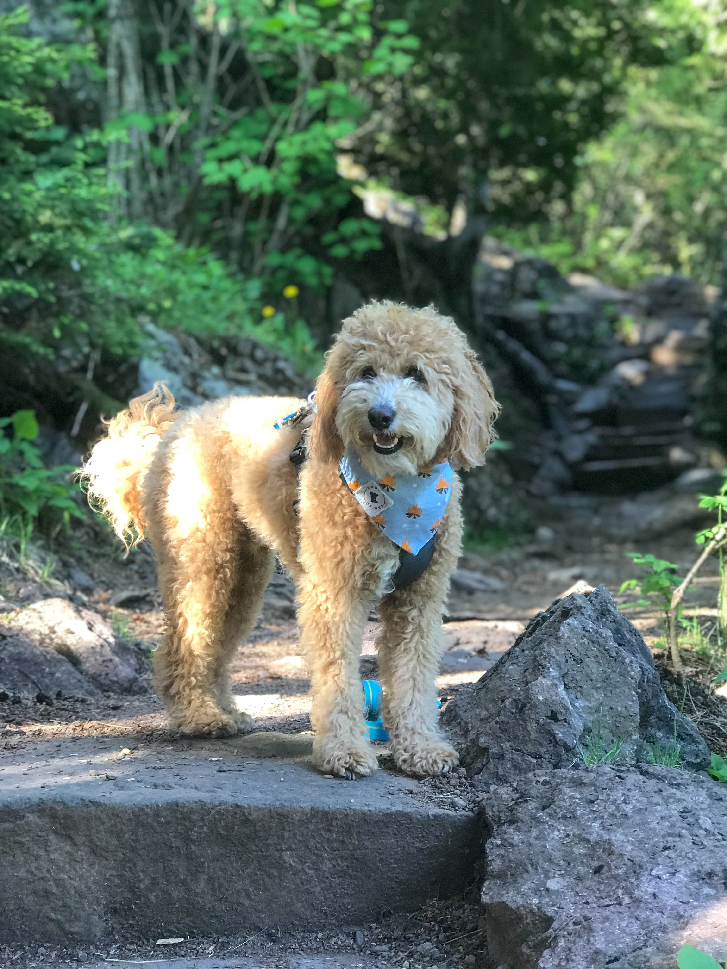 Jax L.'s photo of camping with pets at Temperance River State Park Campground near Lutsen, MN