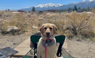 Andrea L.'s photo of camping with pets at Railroad Bridge Campground — Arkansas Headwaters Recreation Area near Buena Vista, CO