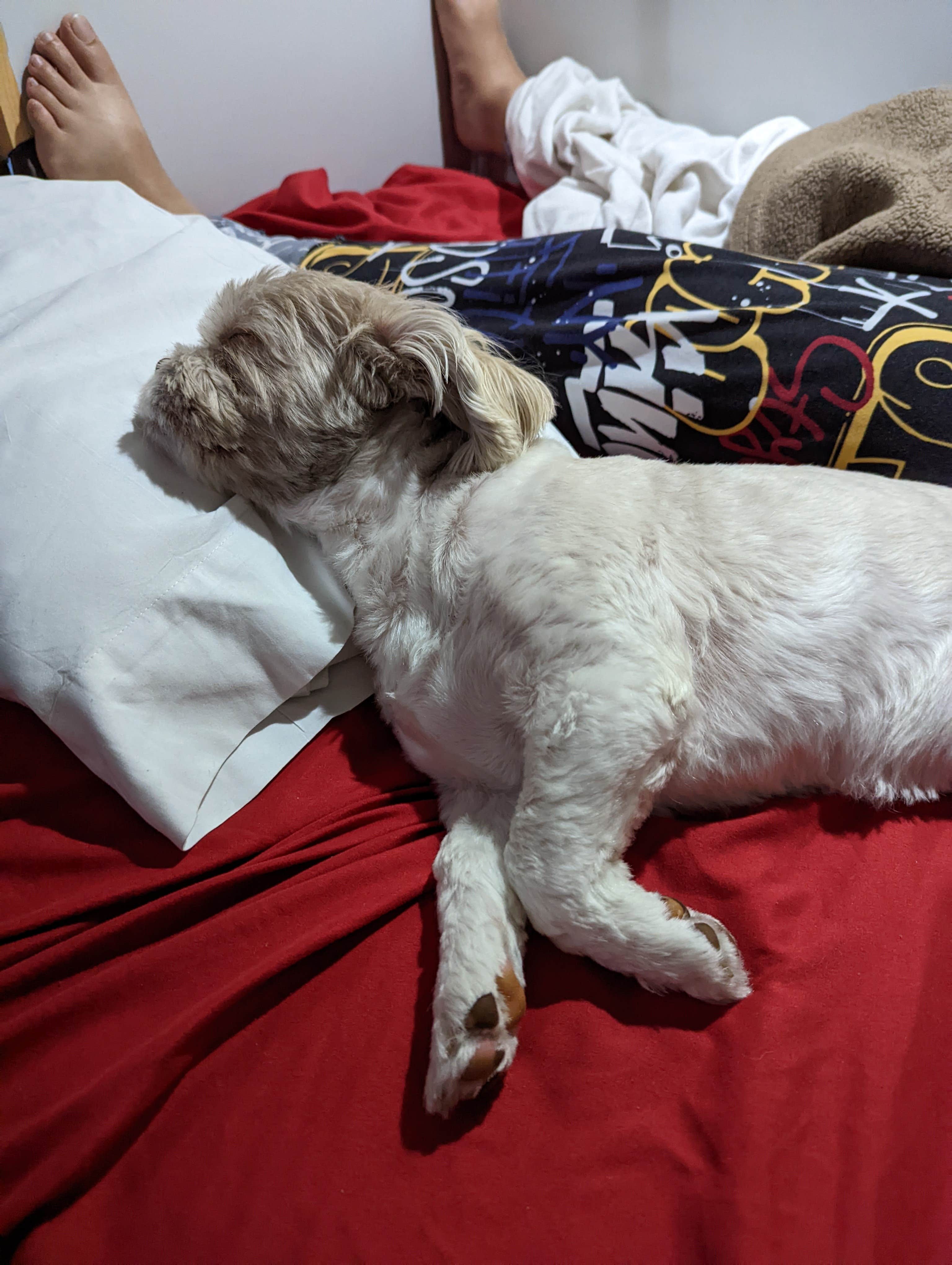 Rodney L.'s photo of camping with pets at Northern Kentucky RV Park near Burlington, KY