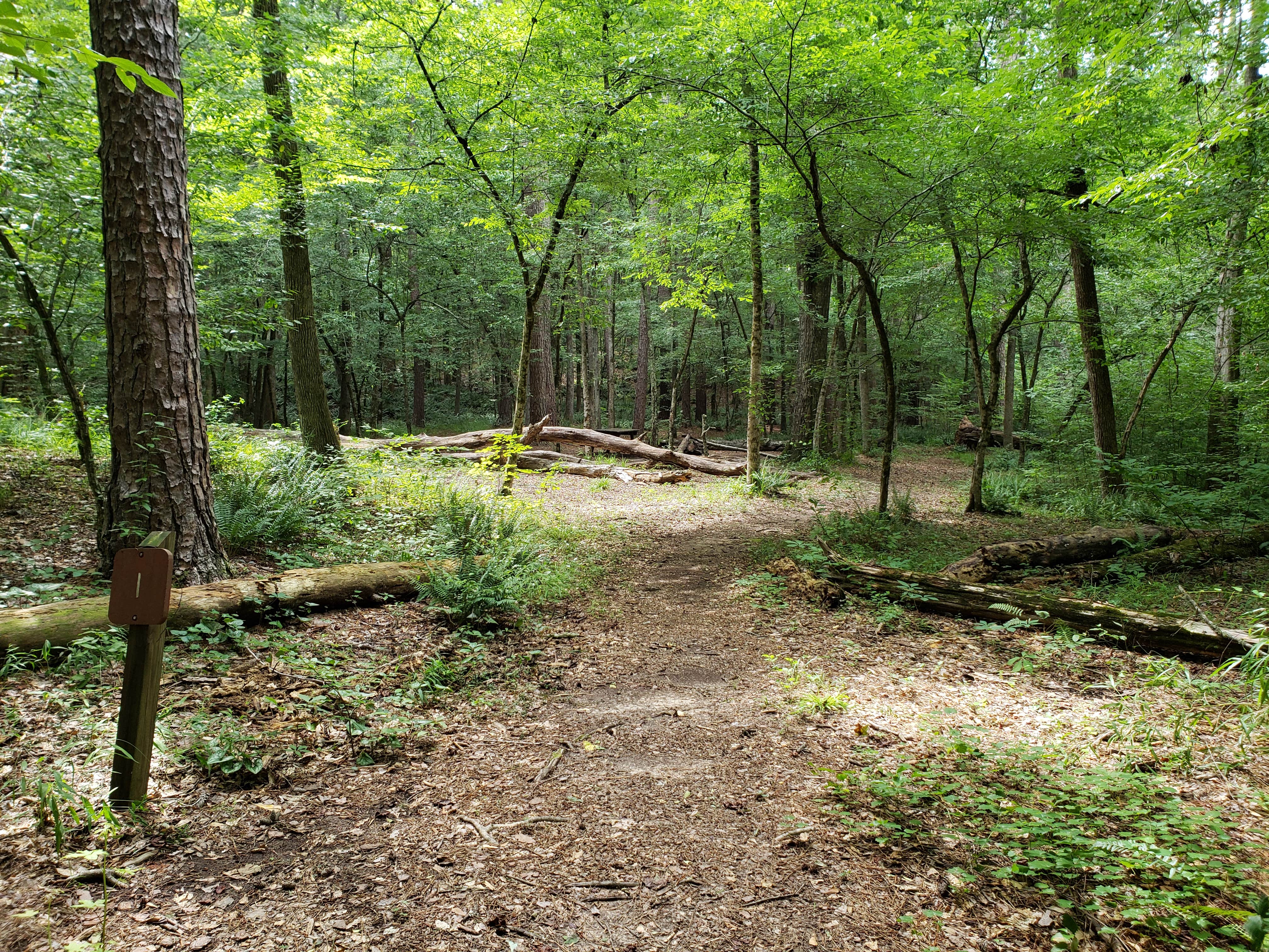 Camper submitted image from Mistletoe State Park Campground - 5