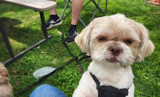 Rodney L.'s photo of camping with pets at Northern Kentucky RV Park near Patriot, IN