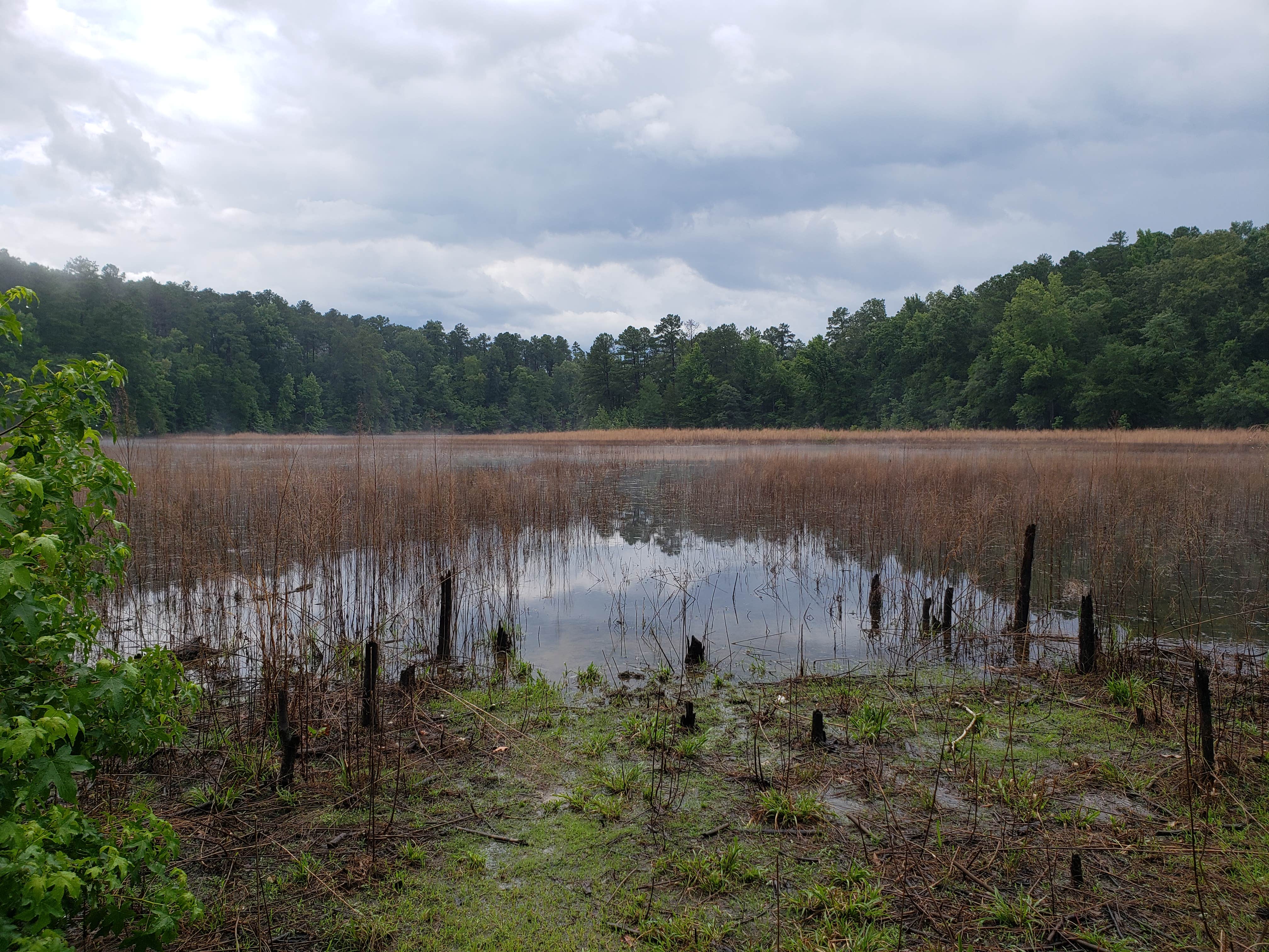 Camper-submitted photo at Mistletoe State Park Campground near Greensboro, GA