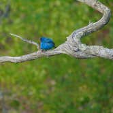 Review photo of Mount Magazine State Park Campground by deb K., May 2, 2022