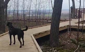 justin's photo of camping with pets at Ledge County Park near Belgium, WI