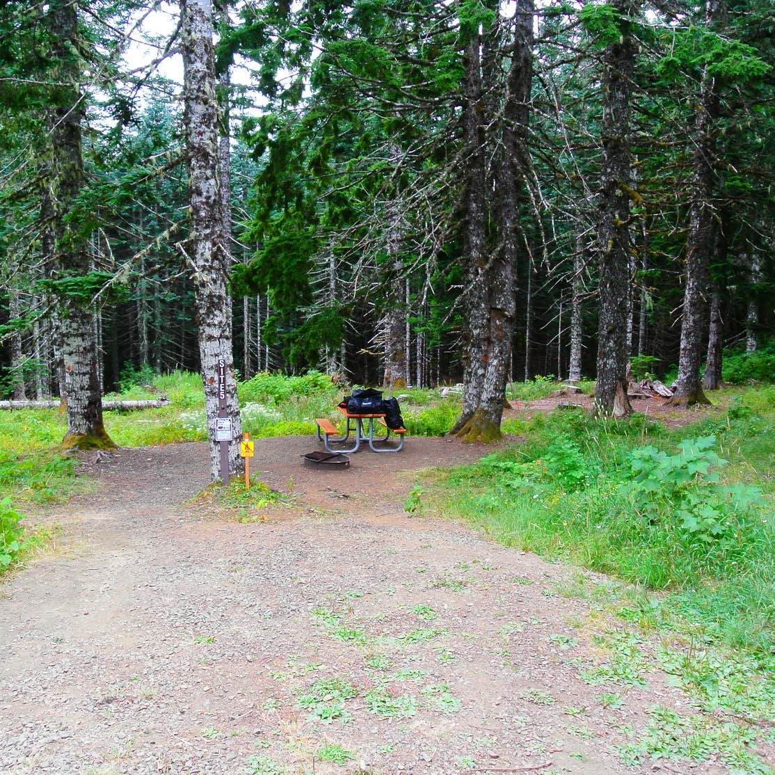 Marys Peak Camping | The Dyrt