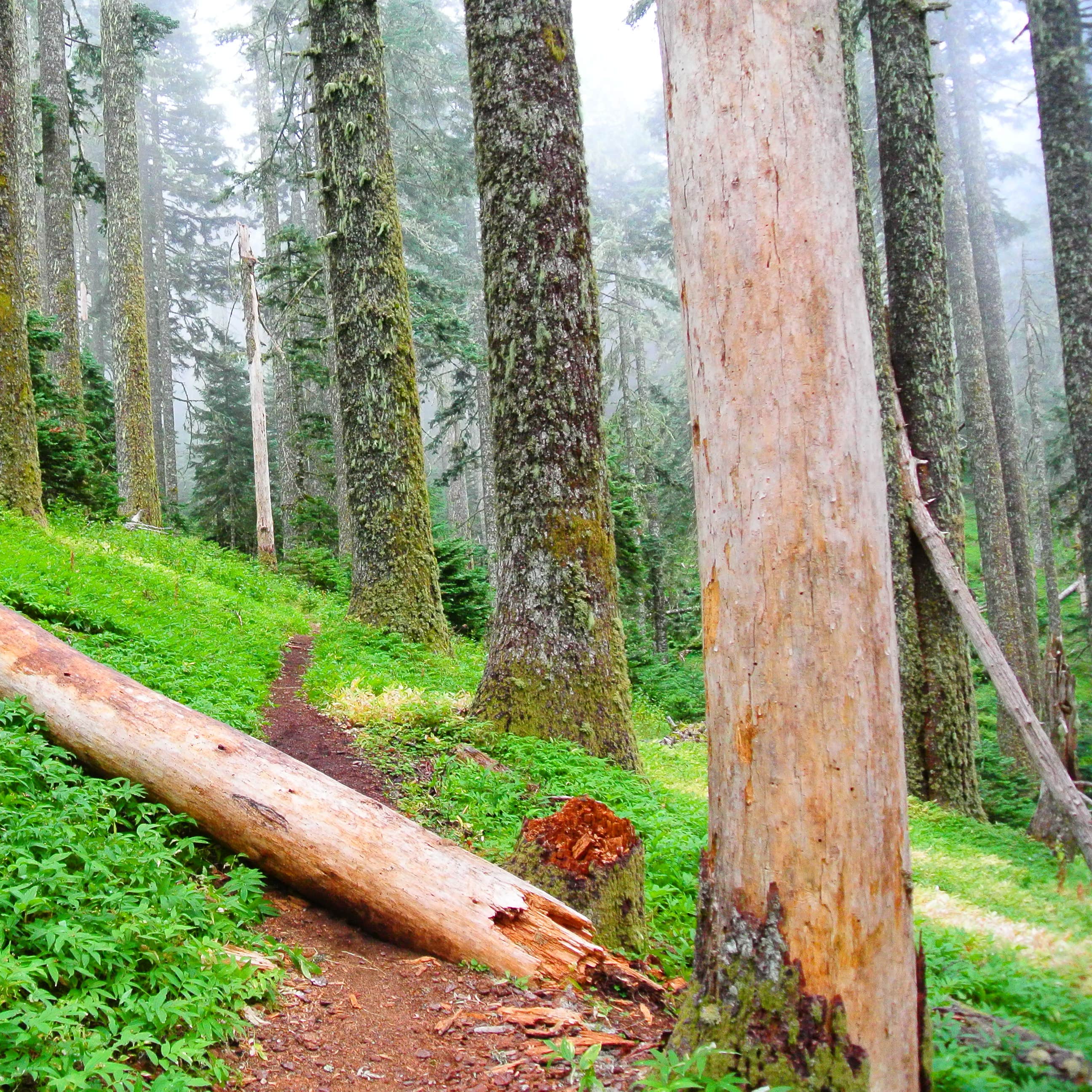 Marys Peak Camping | The Dyrt