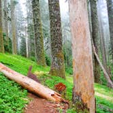 Review photo of Marys Peak by Todd R., August 22, 2021