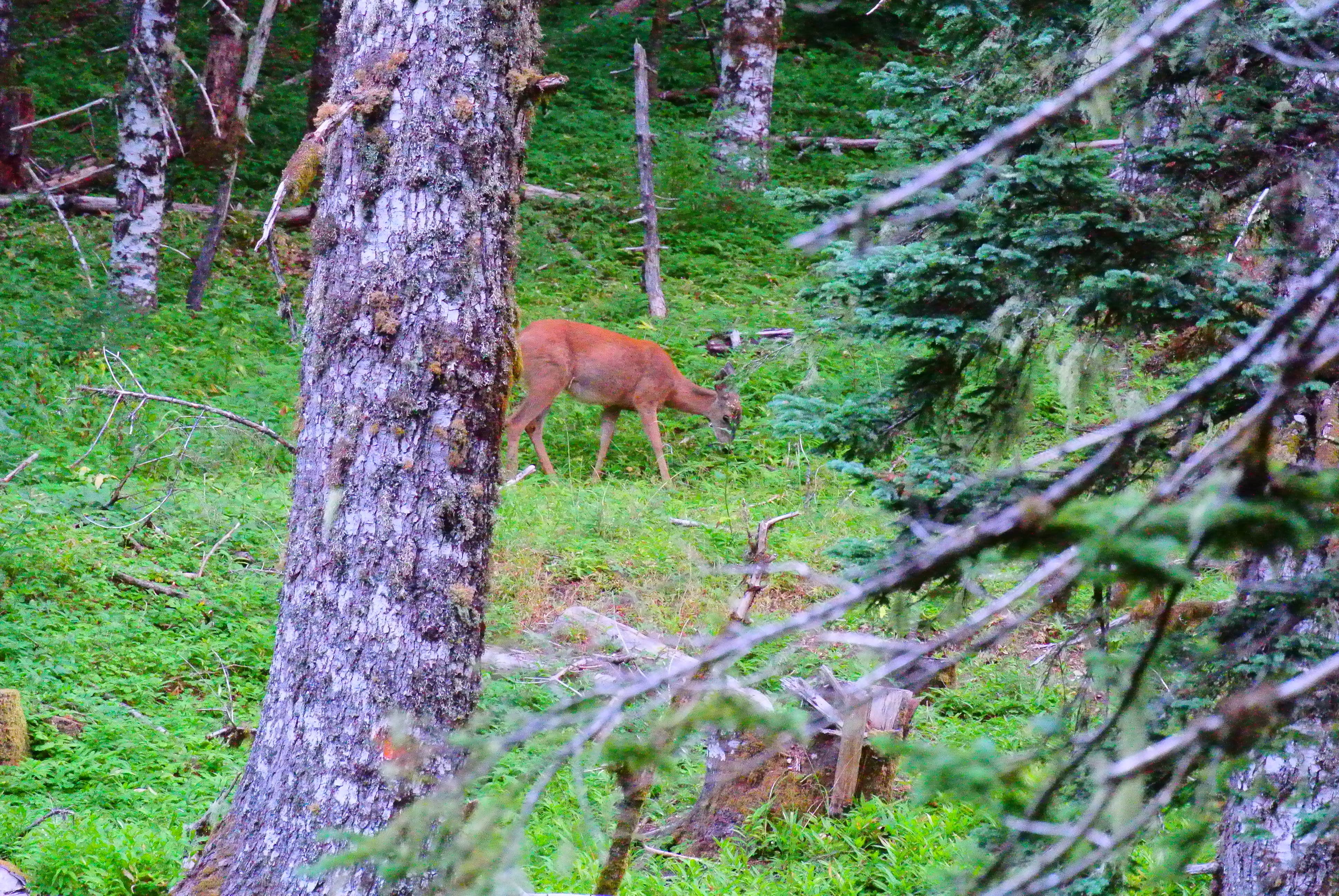 Camper-submitted photo at Marys Peak near Newport, OR
