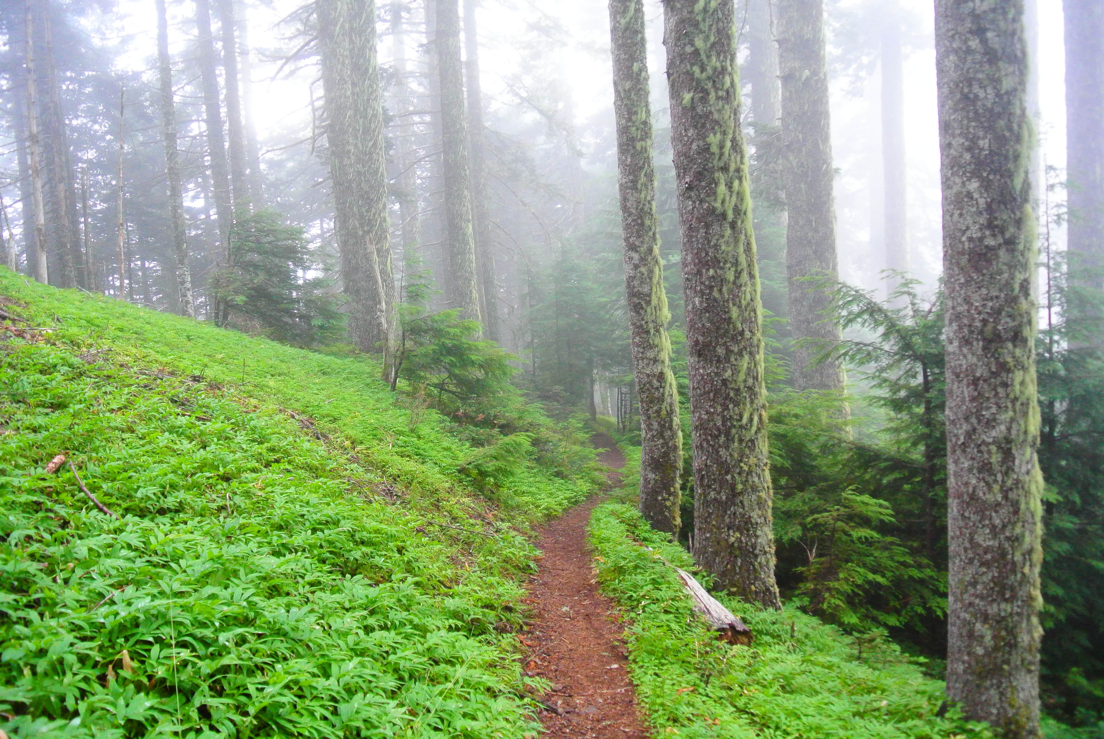 Camper-submitted photo at Marys Peak near Blodgett, OR