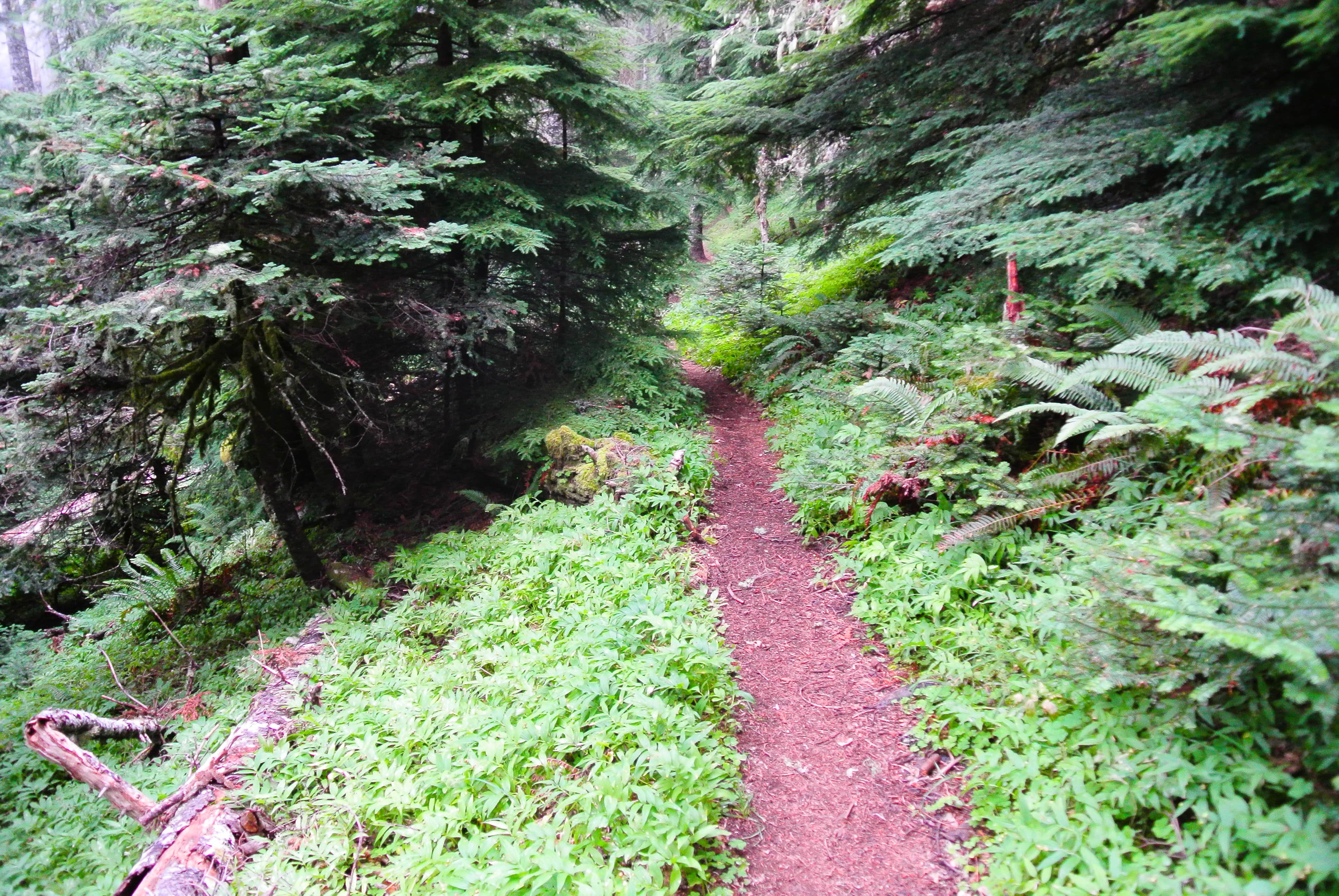 Camper-submitted photo at Marys Peak near Newport, OR
