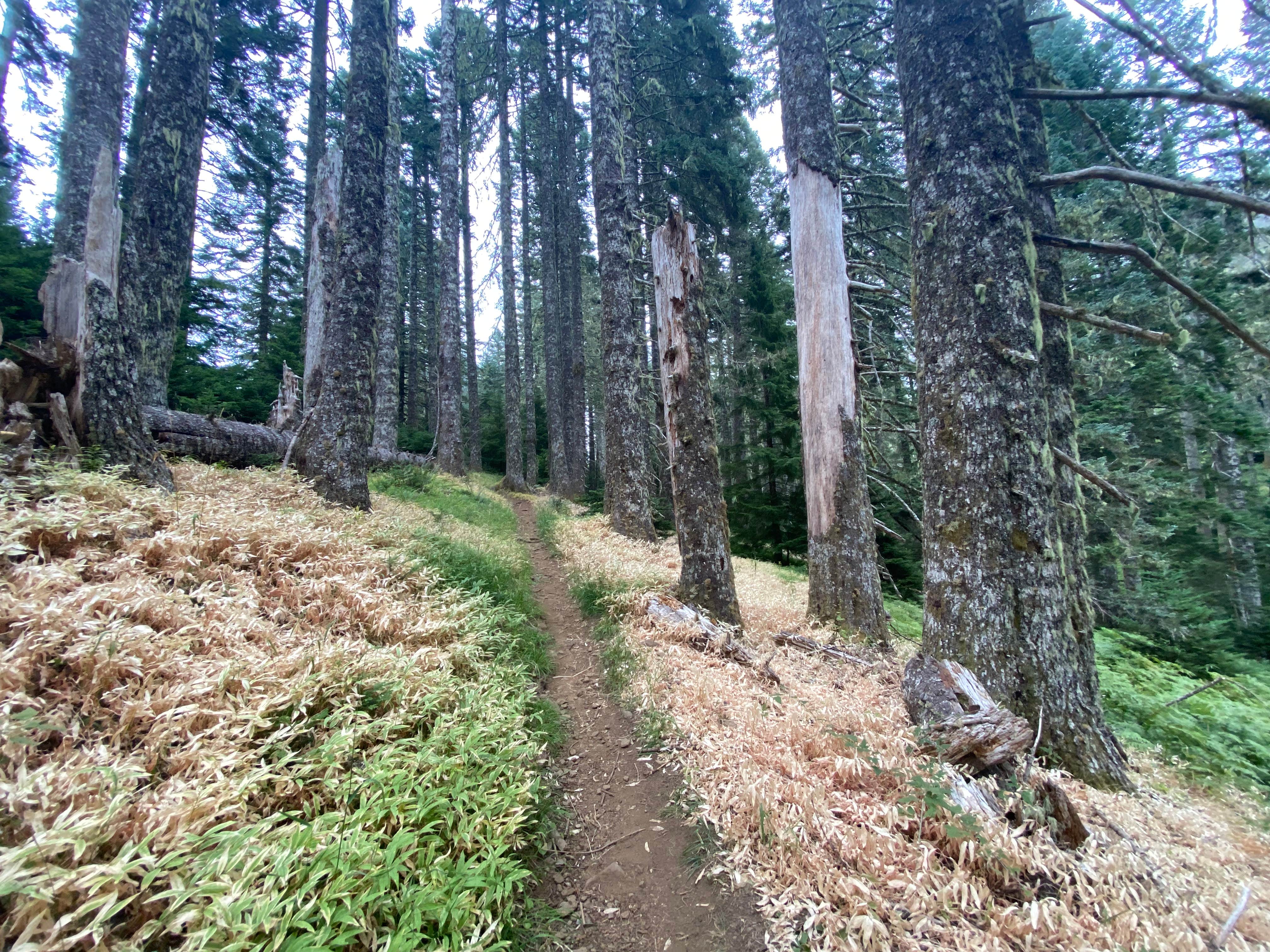 Camper-submitted photo at Marys Peak near Newport, OR