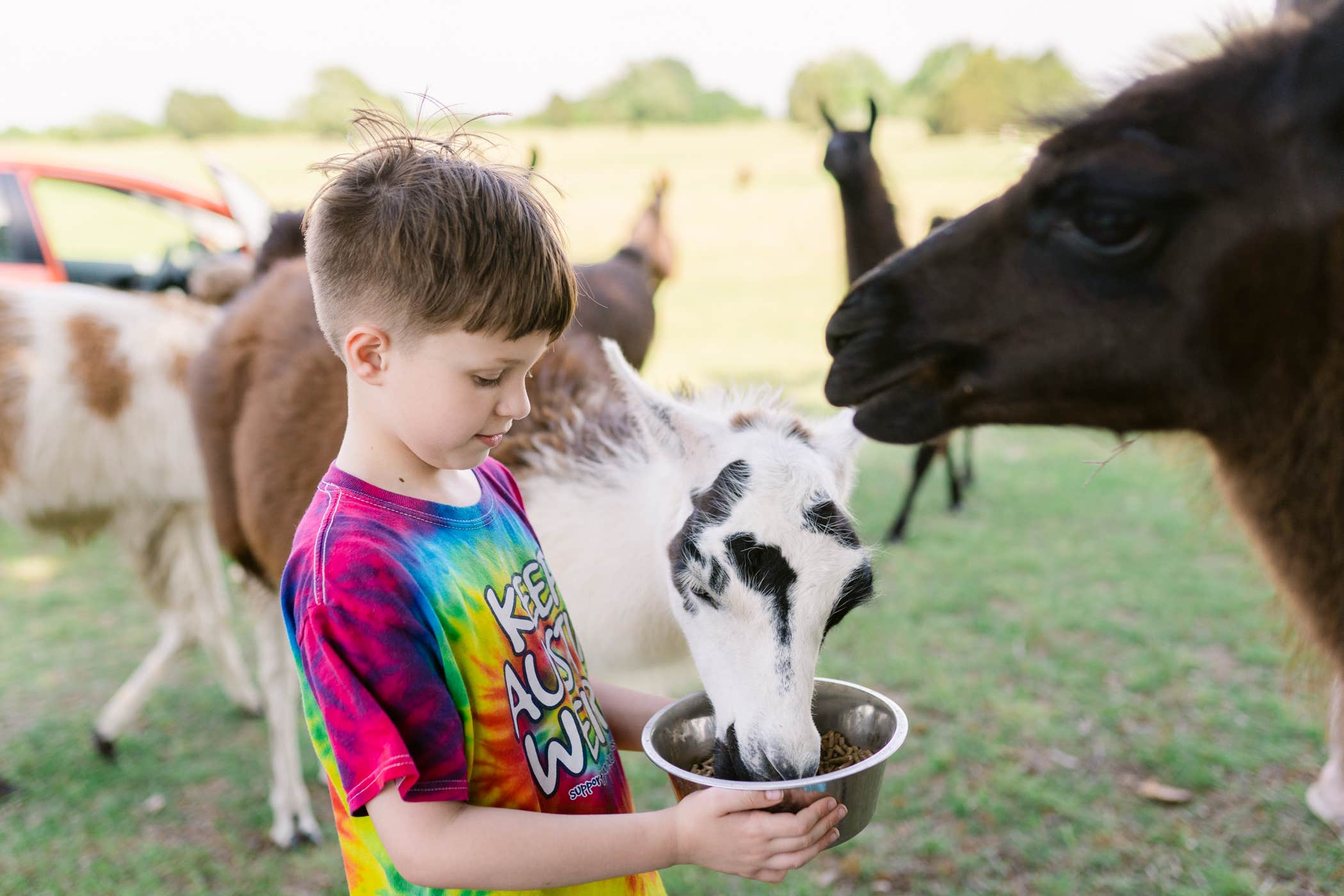 Camper submitted image from Llamaland Ranch - 2