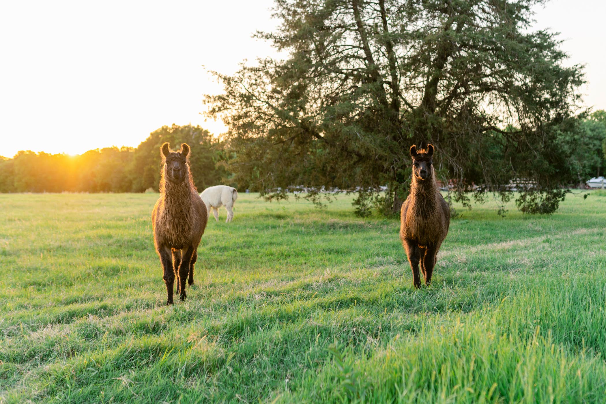 Camper-submitted photo at Llamaland Ranch near Mabank, TX