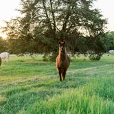 Review photo of Llamaland Ranch by LaRee S., May 3, 2022