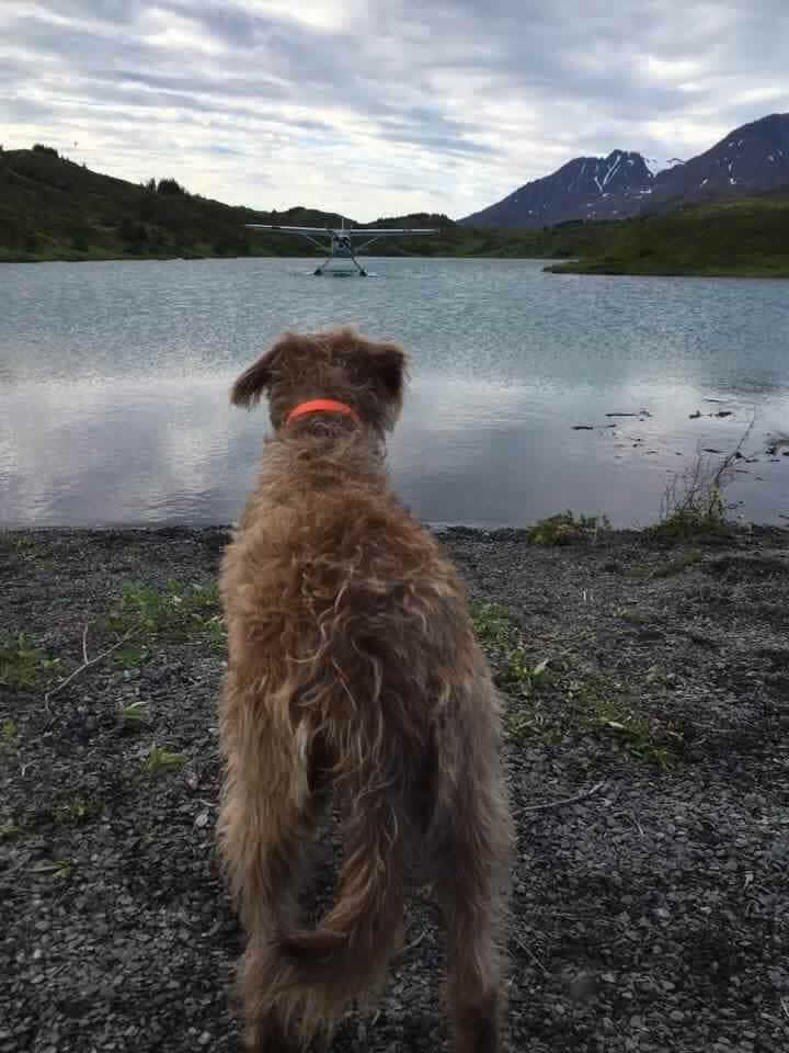 Sierra  S.'s photo of camping with pets at Primrose Trailhead near Seward, AK
