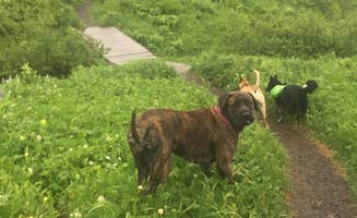 Sierra  S.'s photo of camping with pets at Primrose Trailhead near Cooper Landing, AK