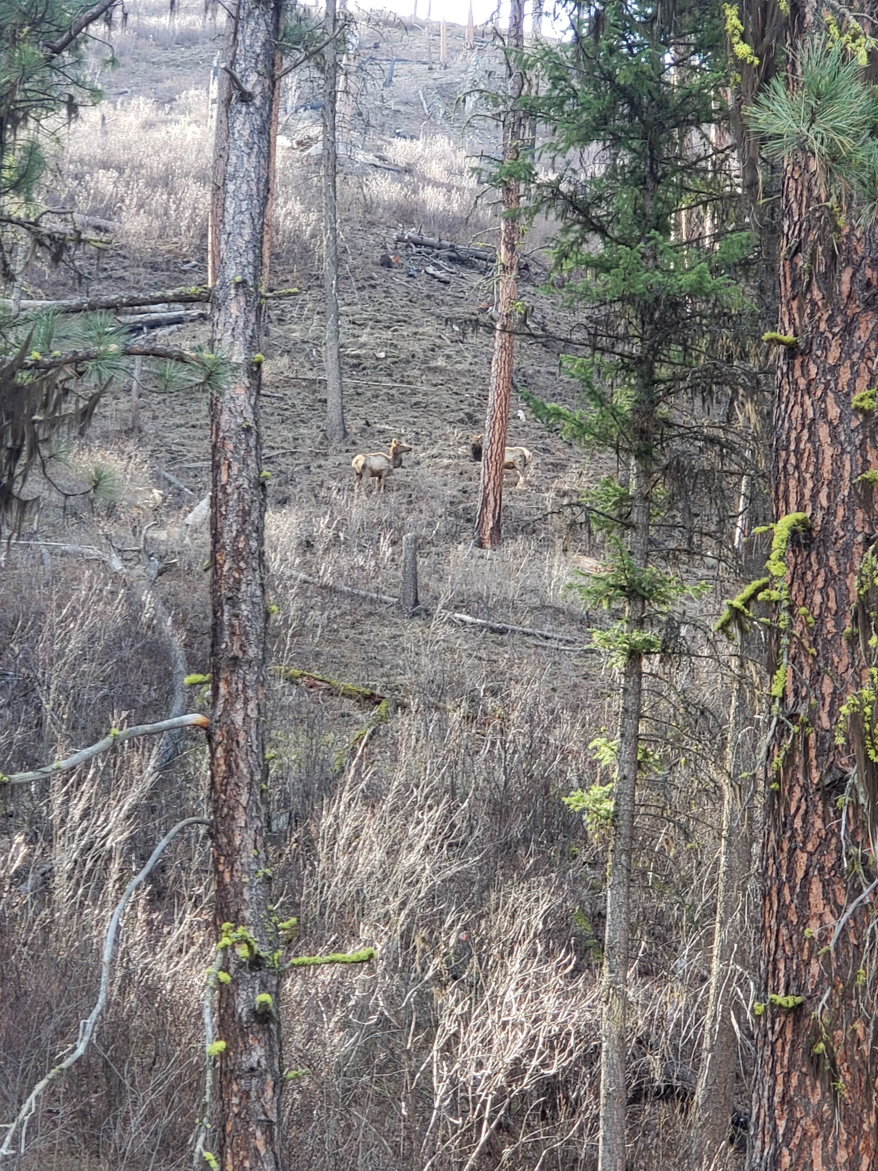 Camper-submitted photo at South Fork Recreation Site near Star, ID