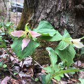 Review photo of Roan Mountain State Park Campground by Mac M., May 3, 2022