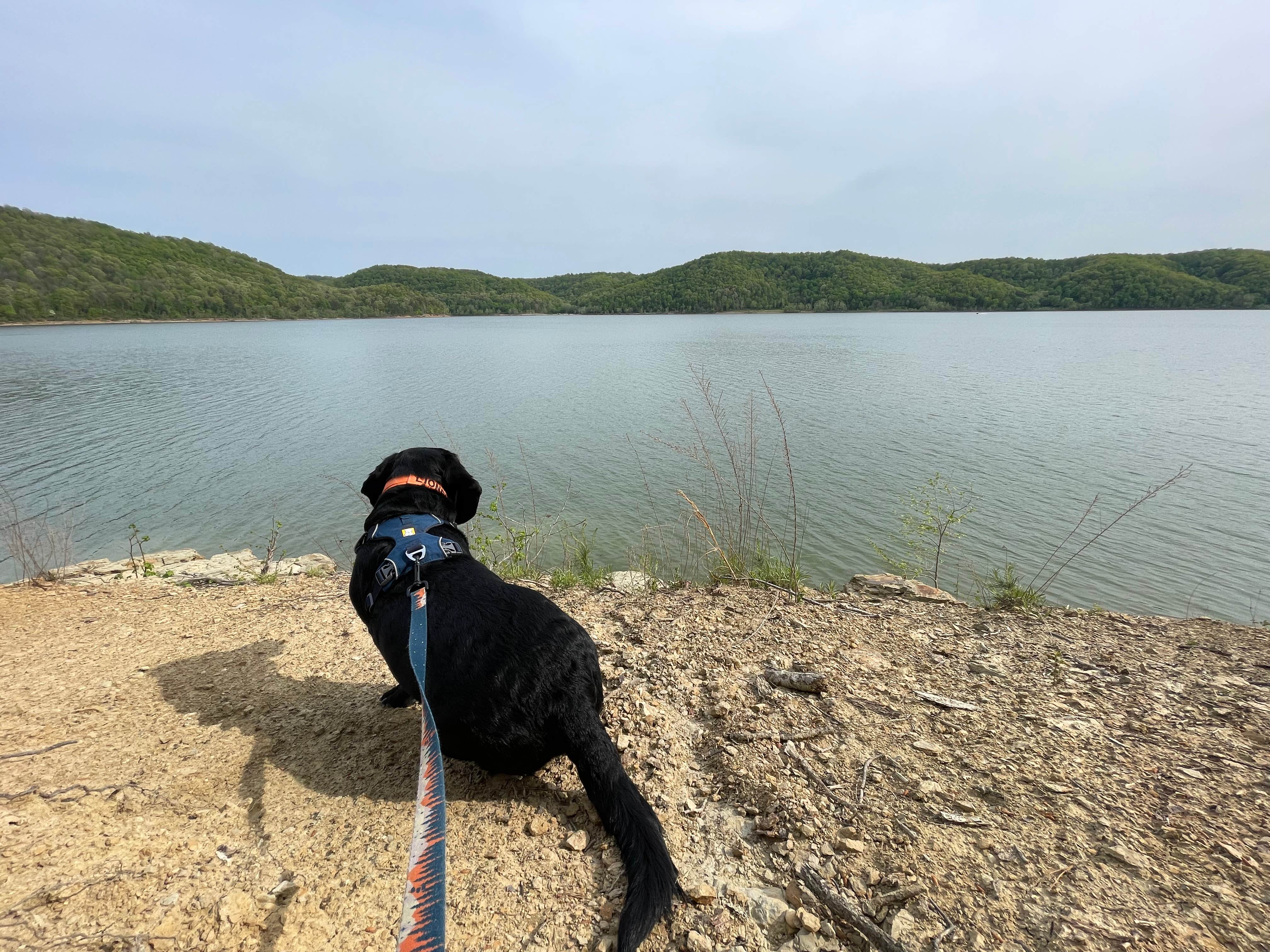 Anthony I.'s photo of camping with pets at Zilpo Campground near Slade, KY