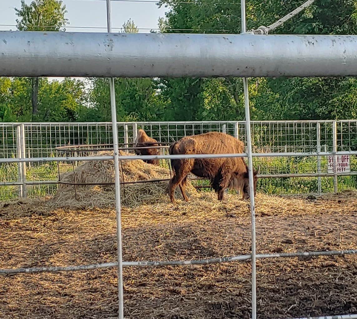 deb K.'s photo of camping with a horse at Rockwell RV Park near Oklahoma City, OK