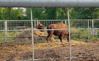 deb K.'s photo of camping with a horse at Rockwell RV Park near Oklahoma City, OK