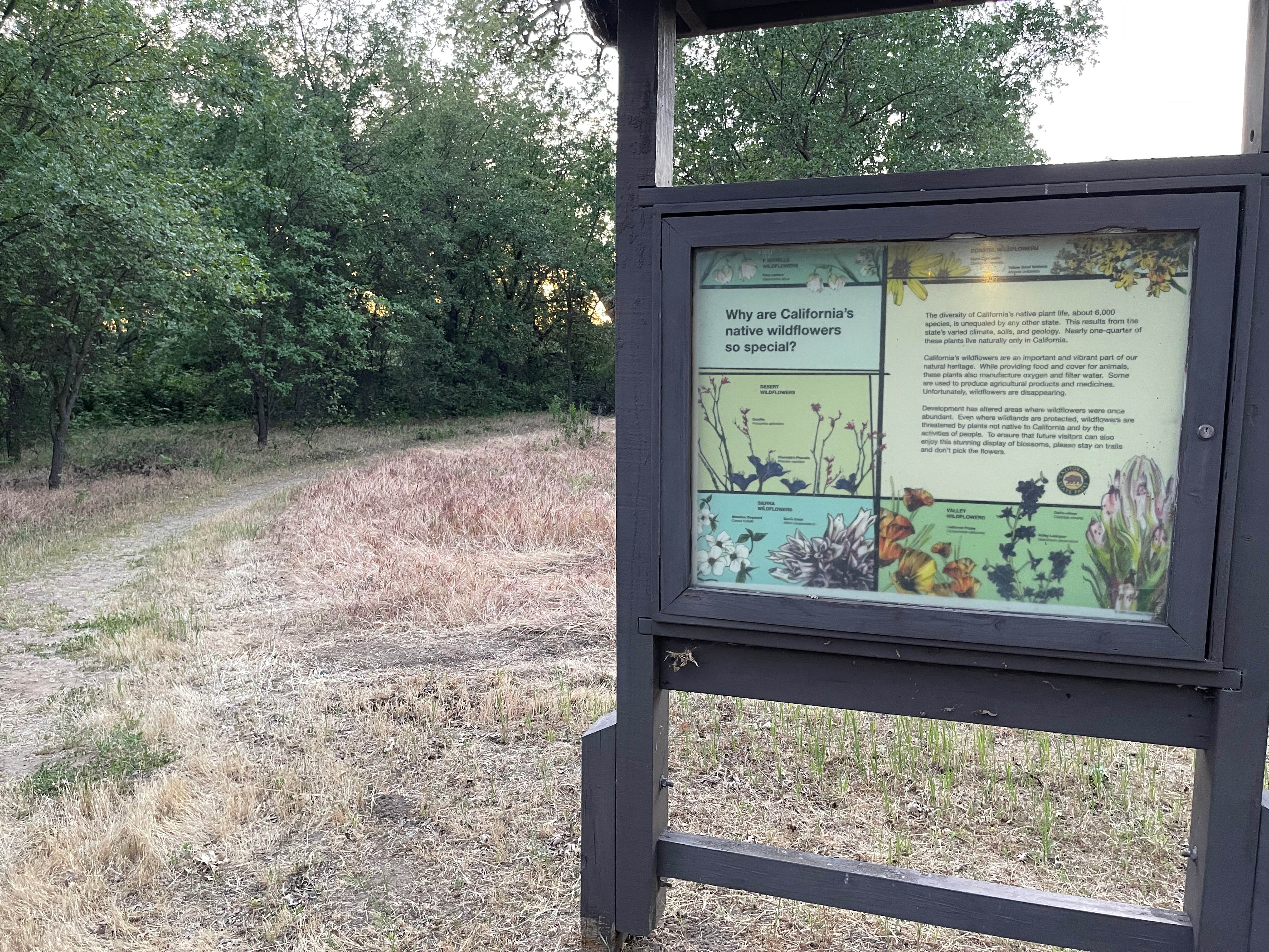 Camper submitted image from Woodson Bridge State Recreation Area - 3