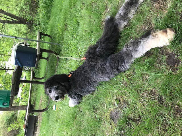 anne K.'s photo of camping with pets at Sakatah Lake State Park Campground near Montgomery, MN