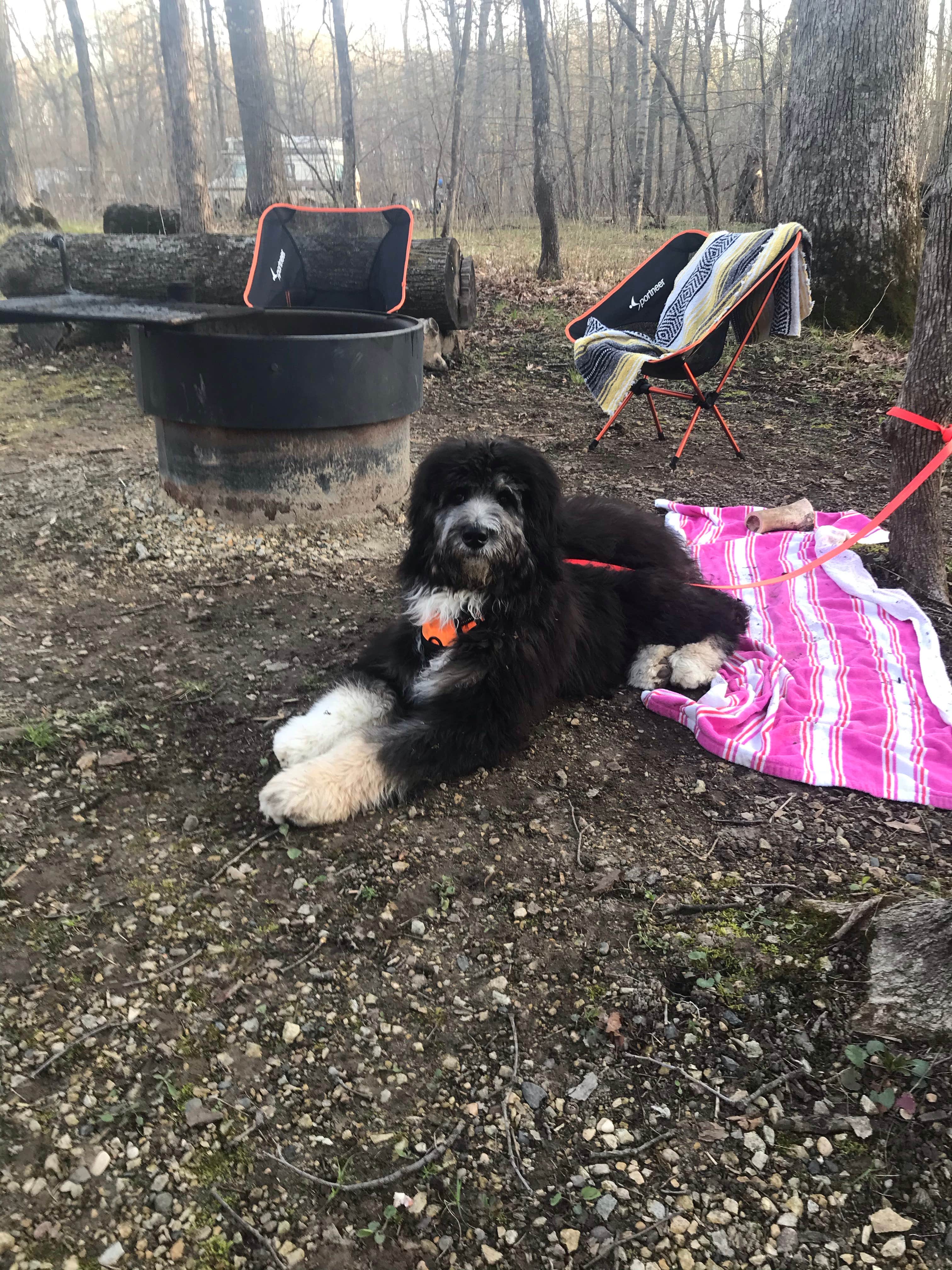 anne K.'s photo of camping with pets at Nerstrand Big Woods State Park Campground near Red Wing, MN